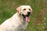 LABRADOR 1232